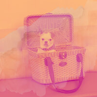 Luxurious Calming Your Puppy - Relaxing Dog Music Romance