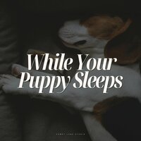 Lively Logic and Learning - Official Pet Care Collection