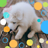 Pulsating Ambience for Calm Hounds - Dog Music Hour