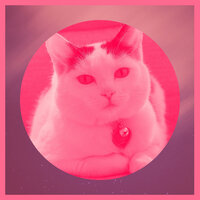 Background for Friendly Cats - RelaxMyCat