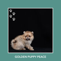 Friendly Skies - Relaxing Dog Music