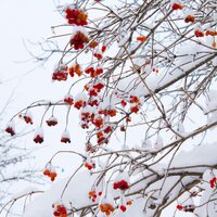 Melt Your Heart - Christmas Classics Collection