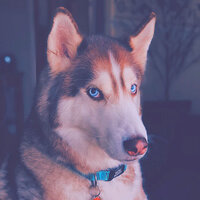 Friendly Music for Calming Pups - Gentle Doggy Music