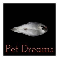 Amour, Amor & Love - Animal and Bird Songs & Calm Pets Music Academy & Pets Love Music