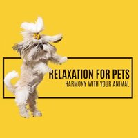 Instrumental for Pets - Pet Relax Academy