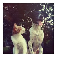 Frogs in the Dark - Sleeping Music For Dogs & Música Relajante para Perros & Music For Cats and Dogs