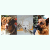 Cuddly (Excited Dogs) - Music for Calming Dogs