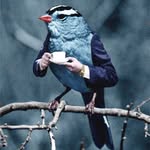 anndovgalo