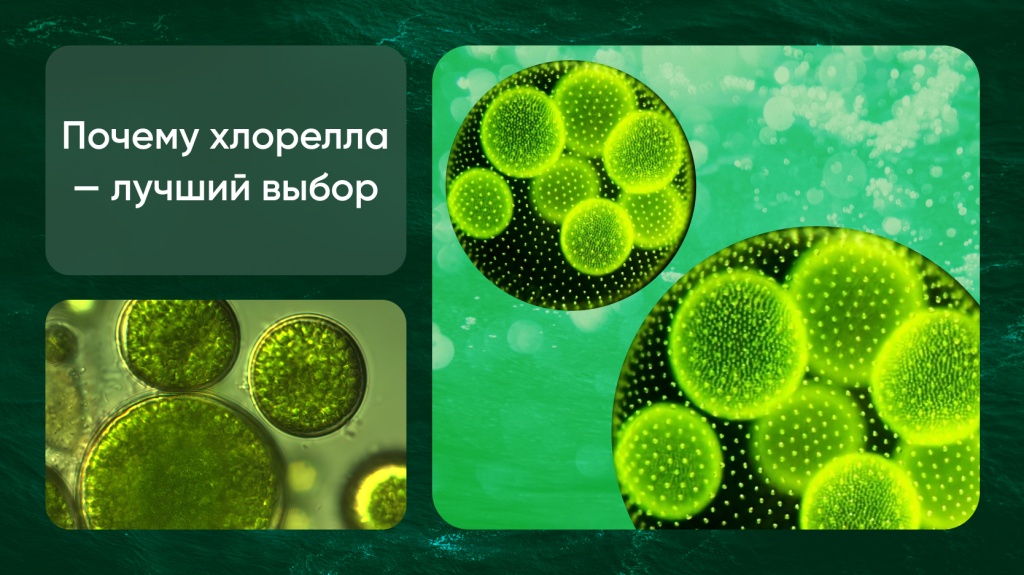 Про хлореллу 8.jpg Про хлореллу 8.jpg