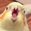 Epicpolarfox