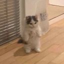 Olek_12345