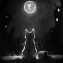 blacket_night