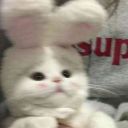 zxkcxzxd