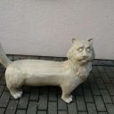 cat_kitty_mey