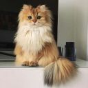 AnnnyKo
