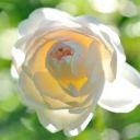 Perle2114