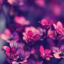 alinka_04