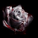 BloodyRoseYUSHU
