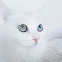 AlyaMiracolous