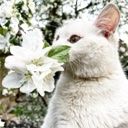 Katanathvv