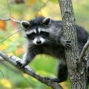 Raccoon_Girl27