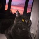 CatWithTheBook
