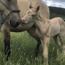 equestrian_my_name