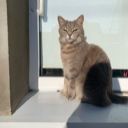 Cat_cute1