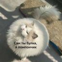 ALPIISKOE_MOLOKO