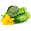 poko_loko