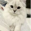 White_cotik_9099