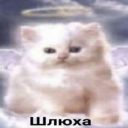 liceAlce66