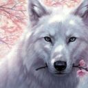 Wild_Wolf_5