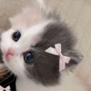 meoowqqf