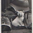 Erdbeerkatze3
