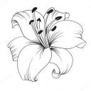 White_Lilie