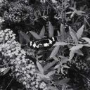 asterisk_1