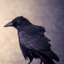 wiseraven_