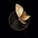 PapilioCineres