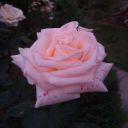 Yasmin_Nuraa