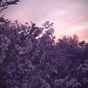 chiara_grace