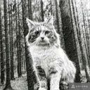 chameleon_teen