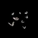 Alya_Alya_77