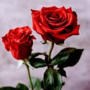 eliza_rose_id