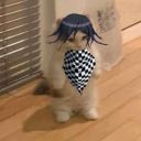 CatTimeShow2