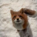 _White-fox_