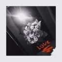 black_rose_4