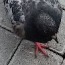 BlackGolyb