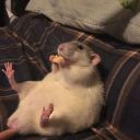 LilacRisus