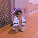 cat_sneg